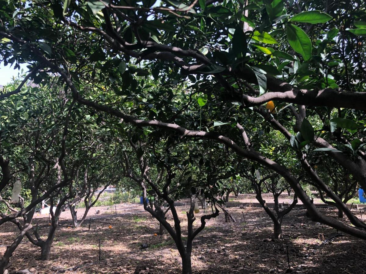 阿格特Casa Camino Tamadaba II 公寓 外观 照片